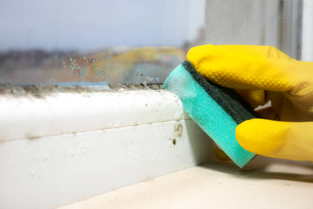 Why You Should Choose Our Mold Remediation Services in Lynwood, CA